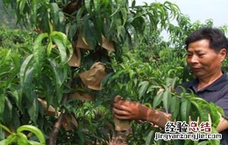 桃子的套袋技术 桃子的套袋技术是什么