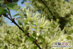 檵木 檵木的功效与作用