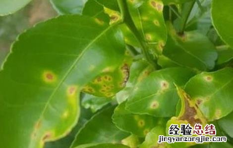 沙糖桔病虫害如何防治? 沙糖桔常见病虫害的防治方法