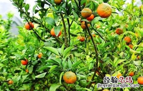 沙糖桔病虫害如何防治? 沙糖桔常见病虫害的防治方法