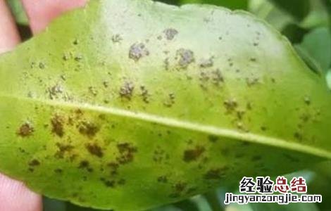 沙糖桔病虫害如何防治? 沙糖桔常见病虫害的防治方法