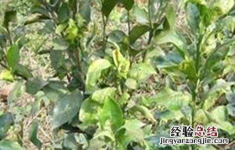 沙糖桔病虫害如何防治? 沙糖桔常见病虫害的防治方法