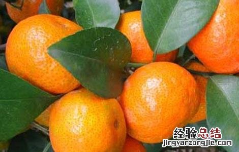 沙糖桔的种植条件 沙糖桔种植条件要求