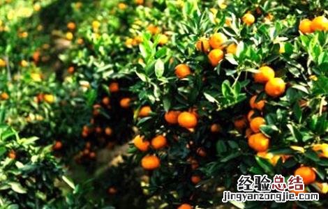 沙糖桔的种植条件 沙糖桔种植条件要求