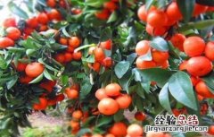 沙糖桔的种植条件 沙糖桔种植条件要求