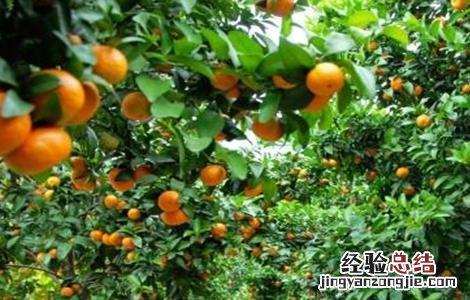 沙糖桔的种植条件 沙糖桔种植条件要求