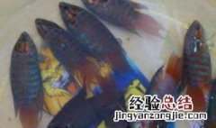 新手斗鱼繁殖 新手斗鱼繁殖技巧