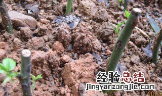 扦插月季10天发芽怎么办 扦插10天的月季能判断活了吗