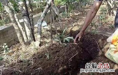 常见果树施肥方法有哪些 常见果树施肥方法