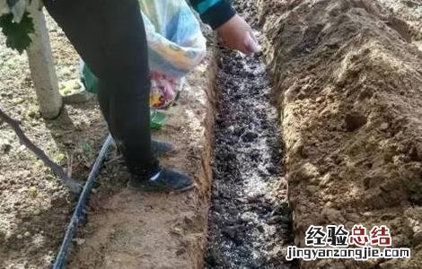 常见果树施肥方法有哪些 常见果树施肥方法