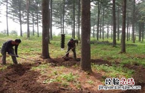 常见果树施肥方法有哪些 常见果树施肥方法