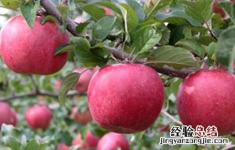 常见果树施肥方法有哪些 常见果树施肥方法