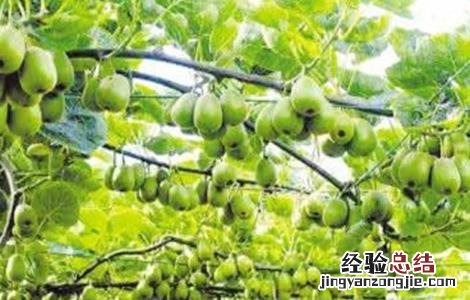 常见果树施肥方法有哪些 常见果树施肥方法