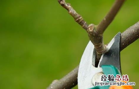 苹果树冬季修剪技术视频 苹果树冬季修剪技术