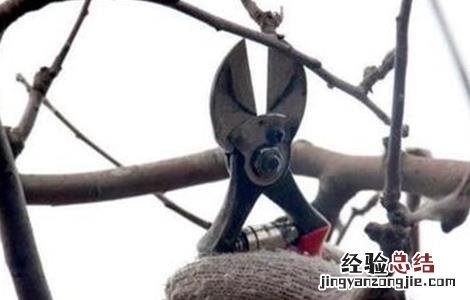 苹果树冬季修剪技术视频 苹果树冬季修剪技术