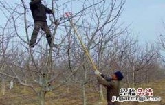 苹果树冬季修剪技术视频 苹果树冬季修剪技术