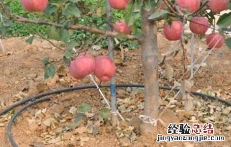 果树如何追肥 果树追肥用哪种肥料最好