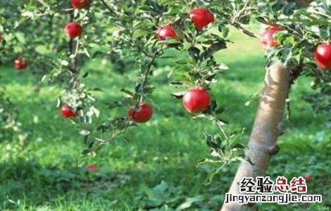 果树如何追肥 果树追肥用哪种肥料最好