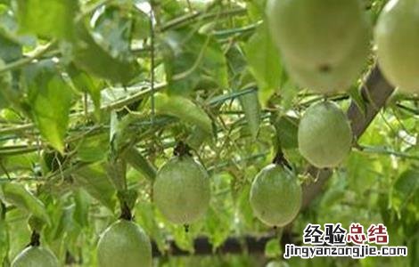 果树如何追肥 果树追肥用哪种肥料最好