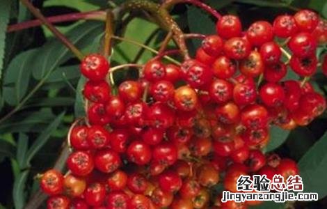 果树如何追肥 果树追肥用哪种肥料最好