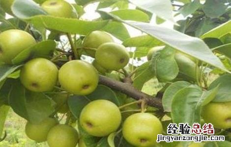 果树如何追肥 果树追肥用哪种肥料最好