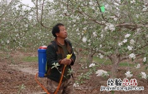苹果的人工授粉技术 苹果的人工授粉技术怎么样