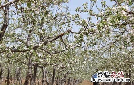 苹果的人工授粉技术 苹果的人工授粉技术怎么样