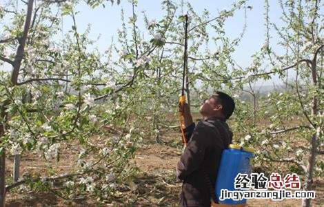苹果的人工授粉技术 苹果的人工授粉技术怎么样