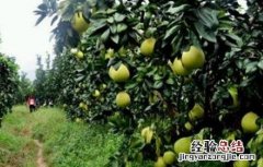 柚子树采摘后管理 柚子树采摘后管理措施