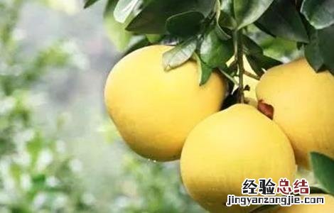 柚子树采摘后管理 柚子树采摘后管理措施