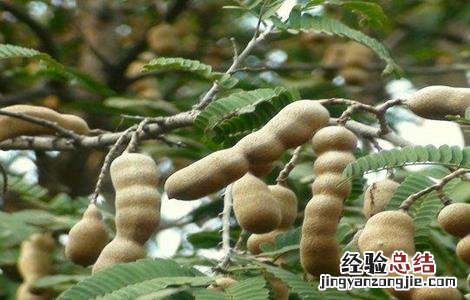 酸角的种植技术 酸角生长环境