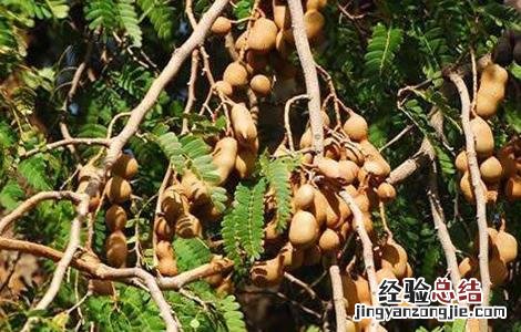 酸角的种植技术 酸角生长环境