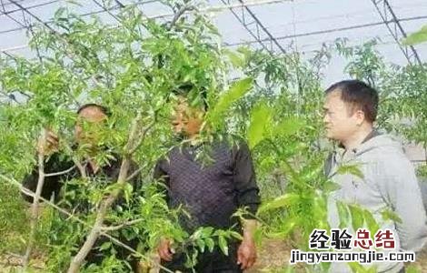 冬枣的种植注意事项 冬枣的种植注意事项有哪些