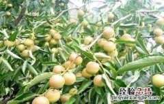 冬枣的种植注意事项 冬枣的种植注意事项有哪些