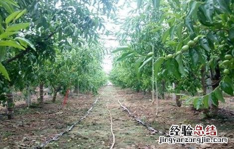 冬枣的种植注意事项 冬枣的种植注意事项有哪些