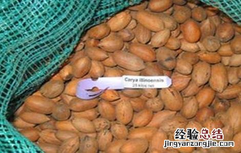 核桃种子常用的催芽方法 核桃种子怎么催芽方法