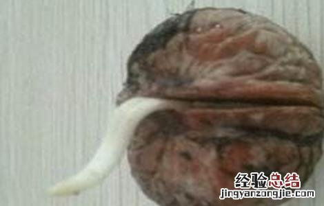 核桃种子常用的催芽方法 核桃种子怎么催芽方法