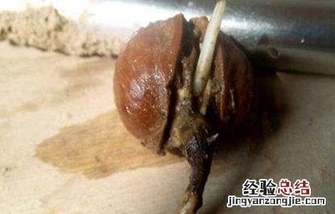 核桃种子常用的催芽方法 核桃种子怎么催芽方法