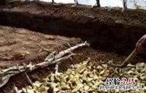 核桃种子常用的催芽方法 核桃种子怎么催芽方法