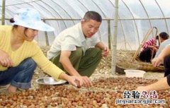 核桃种子常用的催芽方法 核桃种子怎么催芽方法