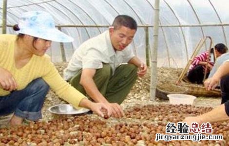 核桃种子常用的催芽方法 核桃种子怎么催芽方法