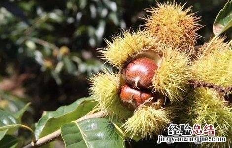 板栗树种植技术要点 板栗树种植技术要点和方法