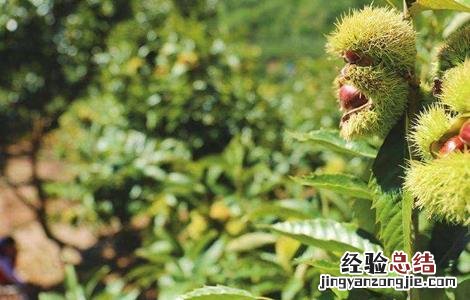 板栗树种植技术要点 板栗树种植技术要点和方法