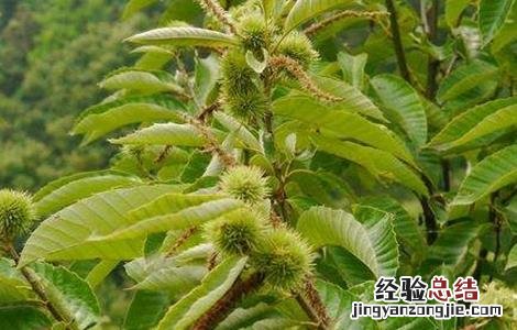 板栗树种植技术要点 板栗树种植技术要点和方法