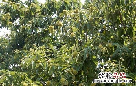 板栗树种植技术要点 板栗树种植技术要点和方法