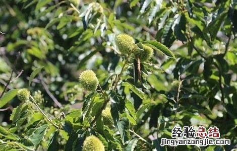 板栗树种植技术要点 板栗树种植技术要点和方法
