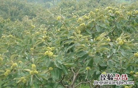 板栗树如何管理 板栗树的栽培和管理