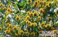 板栗树如何管理 板栗树的栽培和管理