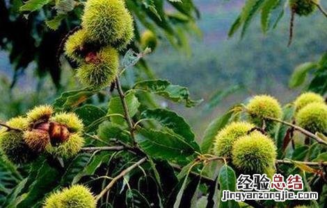 板栗树如何管理 板栗树的栽培和管理