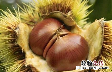板栗树如何管理 板栗树的栽培和管理